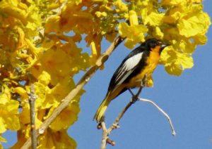 Black-backed oriole spotted on our primavera tree here at your vacation rental